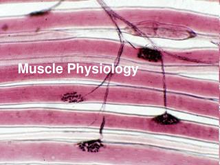 Muscle Physiology