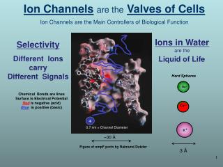 Ion Channels are the Valves of Cells Ion Channels are the Main Controllers of Biological Function