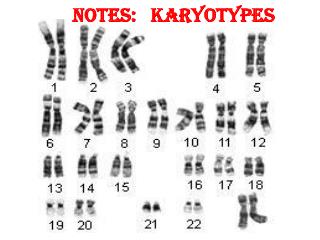 Notes: Karyotypes