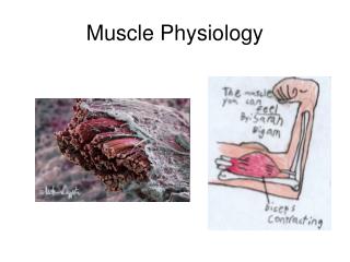 Muscle Physiology