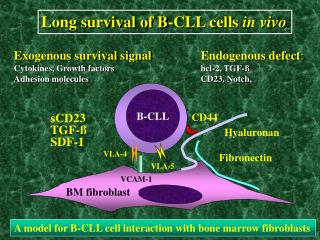 BM fibroblast