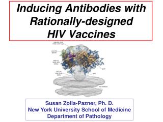 Inducing Antibodies with Rationally-designed HIV Vaccines
