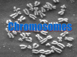 Chromosomes