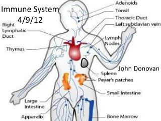 Immune System 4/9/12