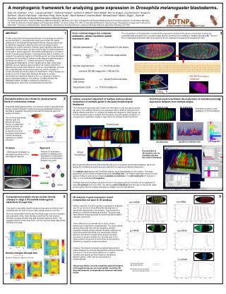 A morphogenic framework for analyzing gene expression in Drosophila melanogaster blastoderms.