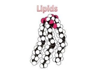 Lipids