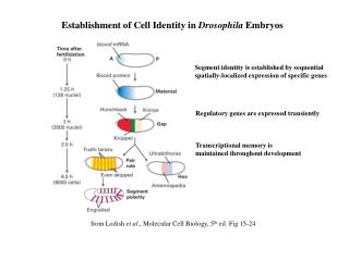 Establishment of Cell Identity in Drosophila Embryos