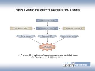 Figure 1 Mechanisms underlying augmented renal clearance