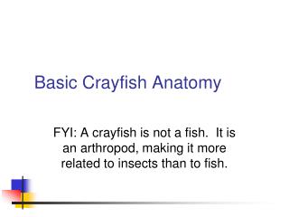 Basic Crayfish Anatomy