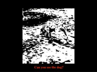 Can you see the dog ?