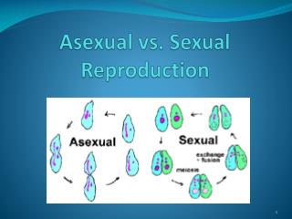 Asexual vs. Sexual Reproduction