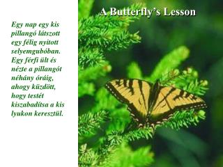 A Butterfly’s Lesson