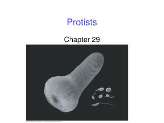 Protists