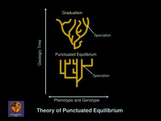 Theory of Punctuated Equilibrium