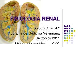 FISIOLOGÍA RENAL