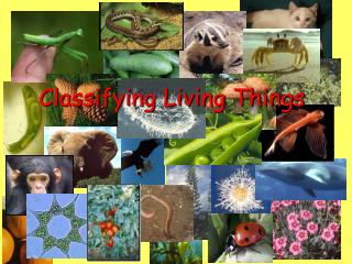 Classifying Living Things