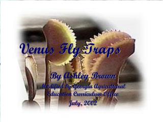 Venus Fly Traps