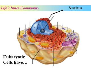 Nucleus