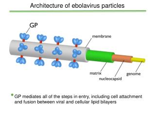 Architecture of ebolavirus particles