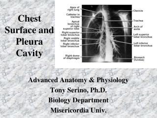 Chest Surface and Pleura Cavity