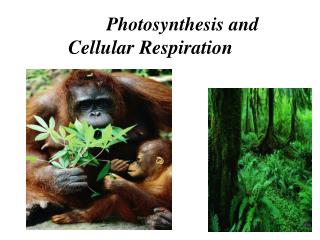 Photosynthesis and Cellular Respiration