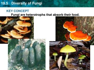 KEY CONCEPT Fungi are heterotrophs that absorb their food.