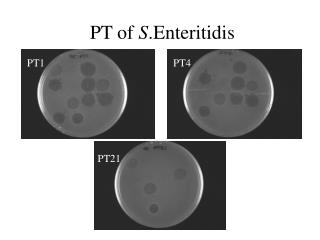 PT of S .Enteritidis