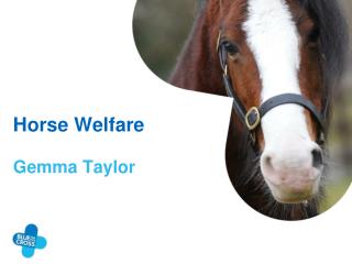 Horse Welfare