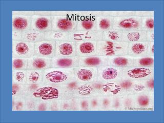 Mitosis