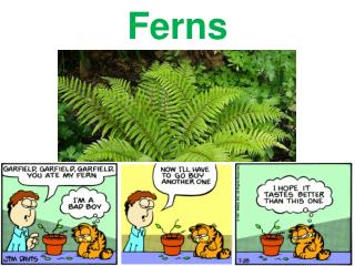 Ferns