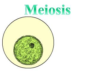 Meiosis