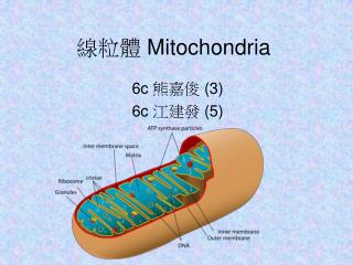線粒體 Mitochondria
