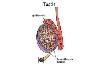 Testis