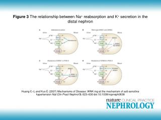 Figure 3 The relationship between Na + reabsorption and K + secretion in the distal nephron