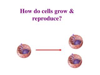 PPT - How do cells grow & reproduce? PowerPoint Presentation, free ...