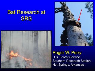 Roger W. Perry U.S. Forest Service Southern Research Station Hot Springs, Arkansas