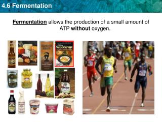 Fermentation allows the production of a small amount of ATP without oxygen.