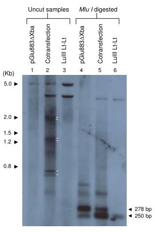 Uncut samples Mlu I digested