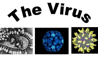 The Virus