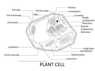 Nucleus