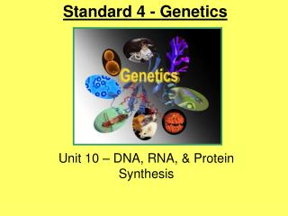 Unit 10 – DNA, RNA, &amp; Protein Synthesis