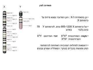 גן בתאחיזה ל- X : הגן המדובר נמצא פיזית על כרומוזום X .