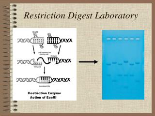 Restriction Digest Laboratory