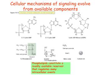 Cellular mechanisms of signaling evolve from available components