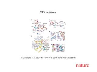 C Biert ü mpfel et al. Nature 465 , 1044-1048 (2010) doi:10.1038/nature09196