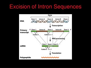 Excision of Intron Sequences