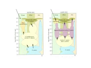 Neandertal mtDNA evidence: reported 1997