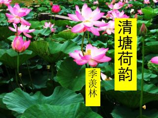 清塘荷韵