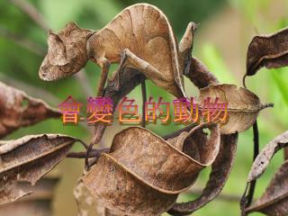 會變色的動物