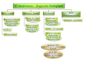 Hyperleucorachie avec prédominance lymphocytaire